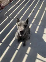 King, a male Cane Corso for sale in Ontario, CA – 1 of 6