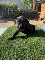King, a male Cane Corso for sale in Ontario, CA – 5 of 6