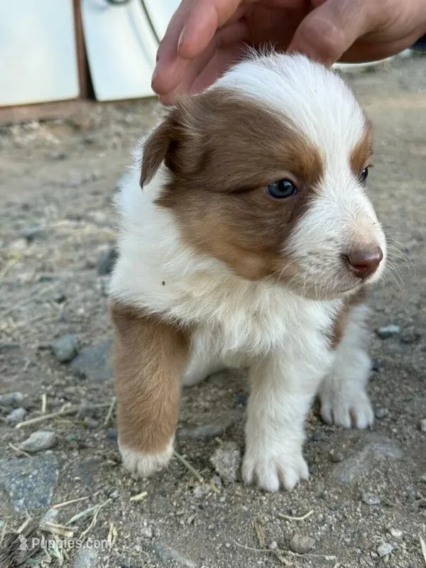 To many  – Australian Shepherd puppy for sale in Ontario, CA