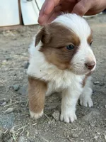 To many , a female Australian Shepherd for sale in Ontario, CA – Photo 1 of 4