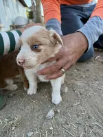 To many , a female Australian Shepherd for sale in Ontario, CA – Photo 3 of 4
