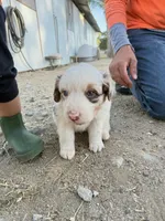 To many , a female Australian Shepherd for sale in Ontario, CA – Photo 4 of 4
