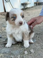 To many , a female Australian Shepherd for sale in Ontario, CA – Photo 2 of 4