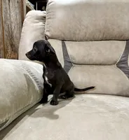 JACKSON, a male Chihuahua for sale in Cumberland Furnace, TN – 2 of 7