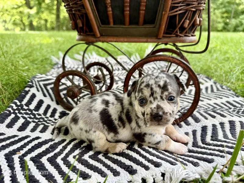 ✨ RARE MARKINGS✨ Nash – Chihuahua puppy for sale in Cumberland Furnace, TN