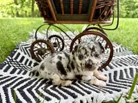 ✨ RARE MARKINGS✨ Nash, a male Chihuahua for sale in Cumberland Furnace, TN – 1 of 8