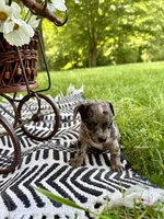 BEAU, a male Chihuahua for sale in Cumberland Furnace, TN – 3 of 8