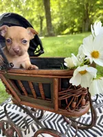 Otis, a male Chihuahua for sale in Cumberland Furnace, TN – 4 of 6