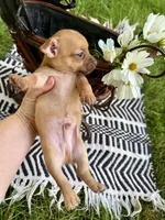 Otis, a male Chihuahua for sale in Cumberland Furnace, TN – 3 of 6