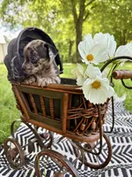 BEAU, a male Chihuahua for sale in Cumberland Furnace, TN – 2 of 8