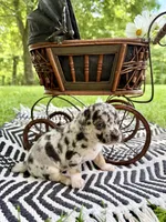 ✨ RARE MARKINGS✨ Nash, a male Chihuahua for sale in Cumberland Furnace, TN – 8 of 8