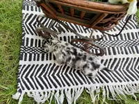 ✨ RARE MARKINGS✨ Nash, a male Chihuahua for sale in Cumberland Furnace, TN – 6 of 8
