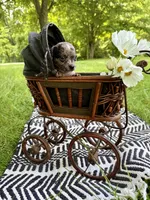 BEAU, a male Chihuahua for sale in Cumberland Furnace, TN – 8 of 8