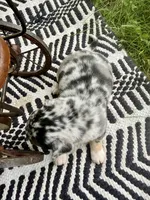✨ RARE MARKINGS✨ Nash, a male Chihuahua for sale in Cumberland Furnace, TN – 3 of 8