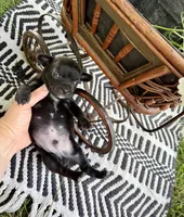 TUCKER, a male Chihuahua for sale in Cumberland Furnace, TN – 4 of 5