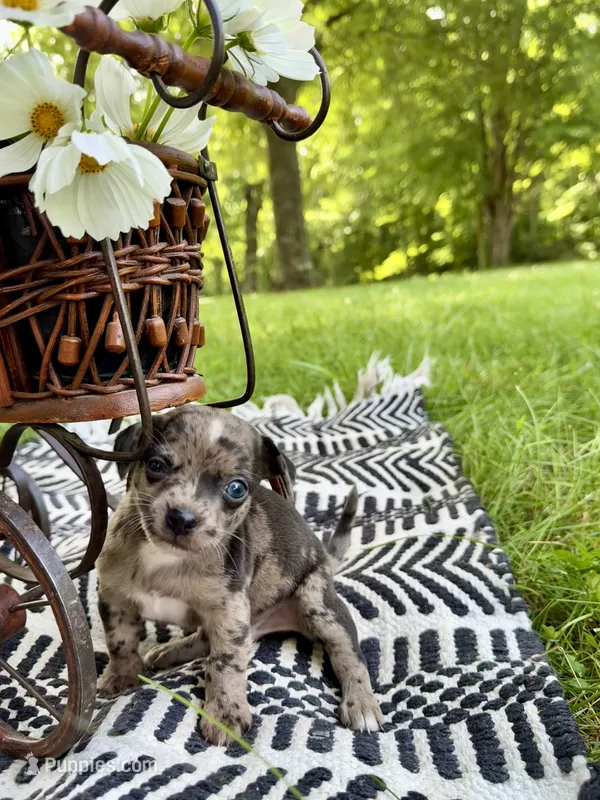 BEAU – Chihuahua puppy for sale in Cumberland Furnace, TN