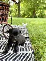 DALLAS, a male Chihuahua for sale in Cumberland Furnace, TN – 5 of 5