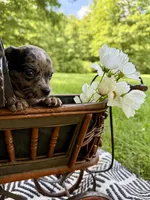 BEAU, a male Chihuahua for sale in Cumberland Furnace, TN – 6 of 8