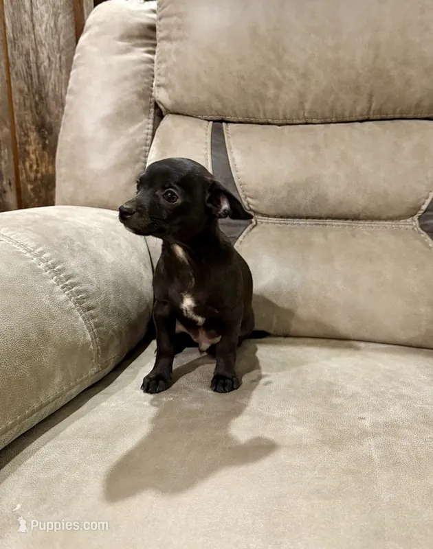 JACKSON – Chihuahua puppy for sale in Cumberland Furnace, TN