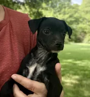 DALLAS, a male Chihuahua for sale in Cumberland Furnace, TN – 3 of 9