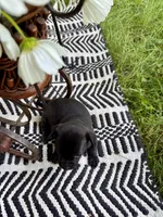 TUCKER, a male Chihuahua for sale in Cumberland Furnace, TN – 2 of 5