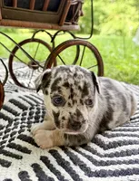 ✨ RARE MARKINGS✨ Nash, a male Chihuahua for sale in Cumberland Furnace, TN – 7 of 8