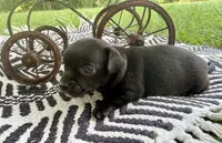 TUCKER, a male Chihuahua for sale in Cumberland Furnace, TN – 3 of 5