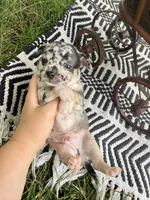✨ RARE MARKINGS✨ Nash, a male Chihuahua for sale in Cumberland Furnace, TN – 4 of 8