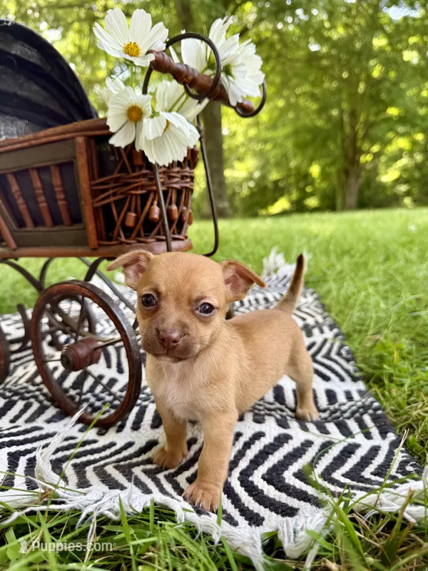 Otis – Chihuahua puppy for sale in Cumberland Furnace, TN