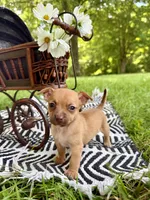 Otis, a male Chihuahua for sale in Cumberland Furnace, TN – 1 of 6