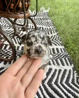✨ RARE MARKINGS✨ Nash, a male Chihuahua for sale in Cumberland Furnace, TN – 5 of 8