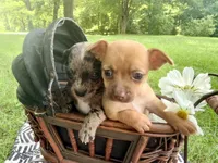 Otis, a male Chihuahua for sale in Cumberland Furnace, TN – 6 of 6