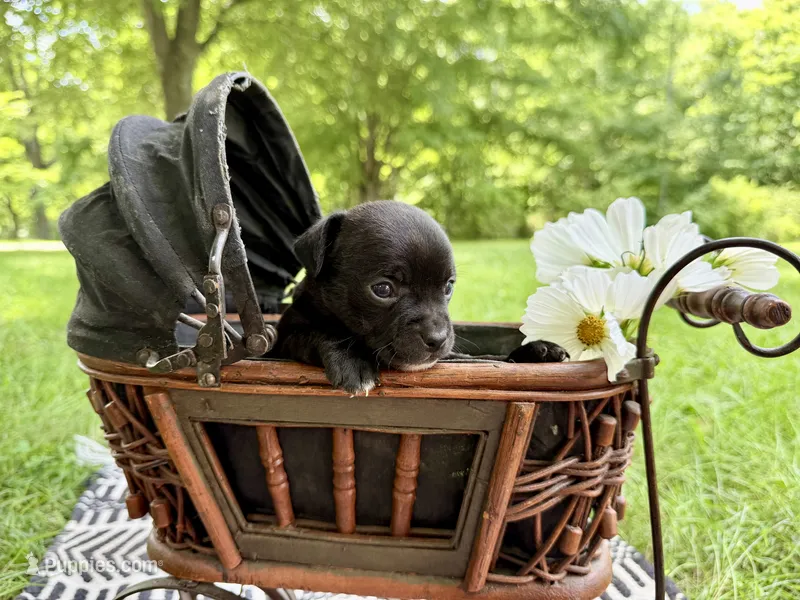 DALLAS – Chihuahua puppy for sale in Cumberland Furnace, TN