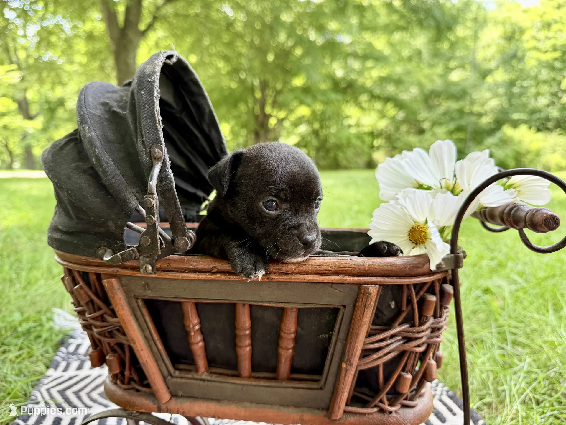 DALLAS – Chihuahua Puppy for Sale in Cumberland Furnace, TN