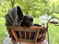 DALLAS, a male Chihuahua for sale in Cumberland Furnace, TN – 1 of 5