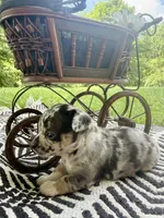 ✨ RARE MARKINGS✨ Nash, a male Chihuahua for sale in Cumberland Furnace, TN – 2 of 8