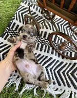 BEAU, a male Chihuahua for sale in Cumberland Furnace, TN – 4 of 8