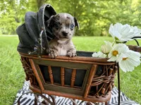 BEAU, a male Chihuahua for sale in Cumberland Furnace, TN – 7 of 8