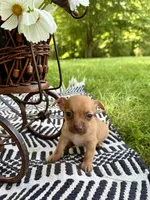 Otis, a male Chihuahua for sale in Cumberland Furnace, TN – 5 of 6