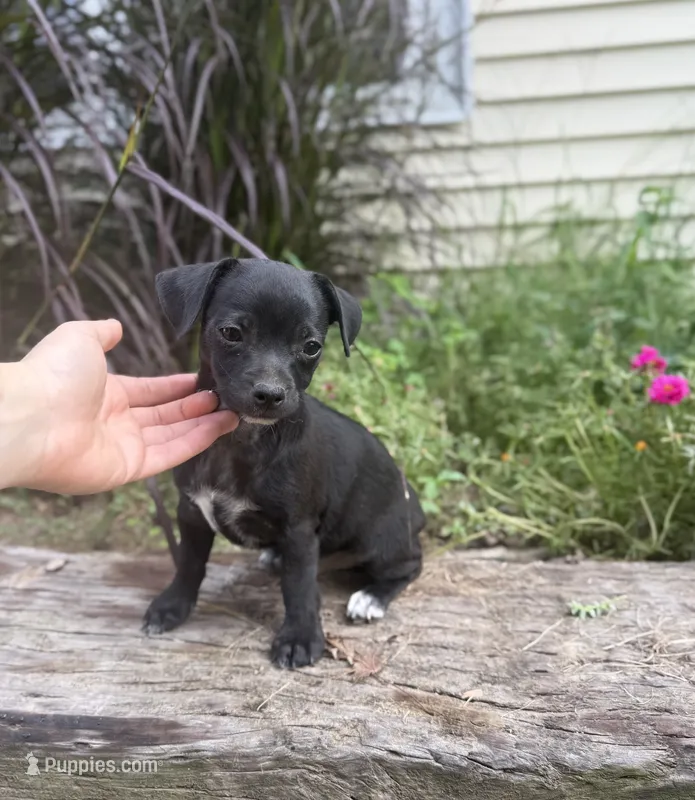 DALLAS – Chihuahua puppy for sale in Cumberland Furnace, TN