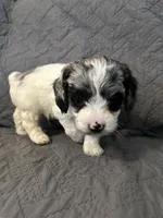 Grey, a male Cockapoo for sale in Mount Sterling, KY – 2 of 2