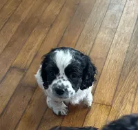 Mickey , a male Cockapoo for sale in Mount Sterling, KY – 1 of 3