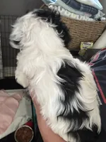 Dotty , a male Cockapoo for sale in Mount Sterling, KY – 2 of 2