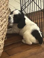 Mickey, a male Cockapoo for sale in Mount Sterling, KY – 2 of 2