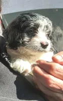 Smokey, a male Cockapoo for sale in Mount Sterling, KY – 1 of 2