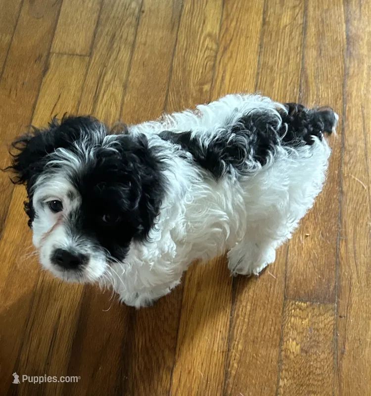 Dotty – Cockapoo puppy for sale in Mount Sterling, KY