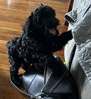 Johnny , a male Cockapoo for sale in Mount Sterling, KY – 3 of 3