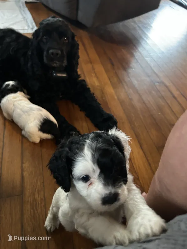 Dotty – Cockapoo puppy for sale in Mount Sterling, KY