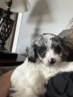 Smokey, a male Cockapoo for sale in Mount Sterling, KY – 2 of 2