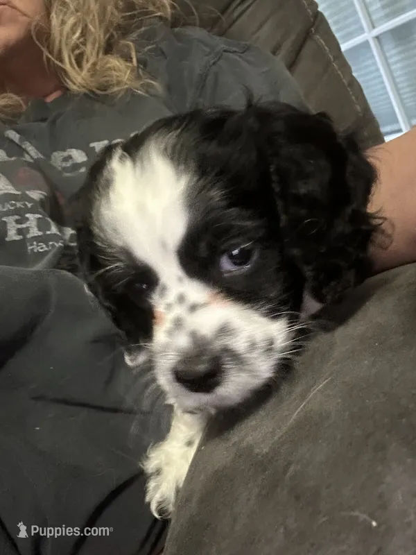 Mickey  – Cockapoo puppy for sale in Mount Sterling, KY